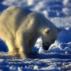 photo "I Am Orphan ...."