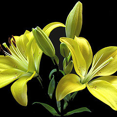 фото "Lilies"