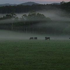фото "Cows in the Morning Mist"