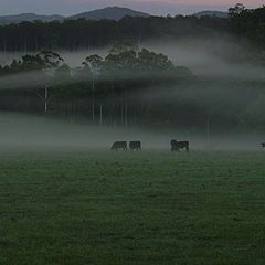 photo "Cows in the Morning Mist"