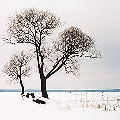 фото "Зимняя графика"