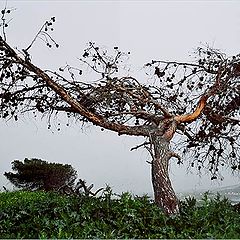 фото "Древо"