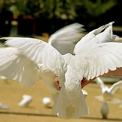 photo "Afternoon snack."