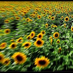 photo "Sunflower"