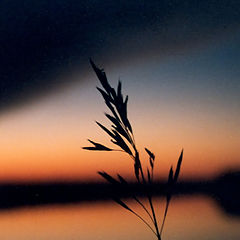 photo "Twilight above the river"