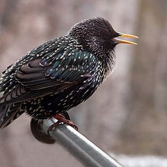 photo "Starling"