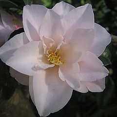 photo "Flower"