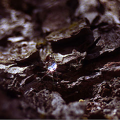 photo "Resin tear"