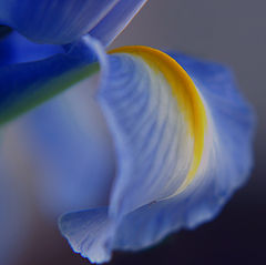 photo "A blue lily"
