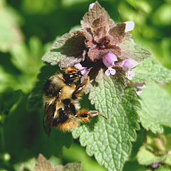 photo "Flower Bee"