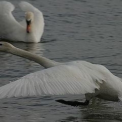 photo "Swan 1"