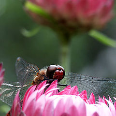 photo "transparent wings"