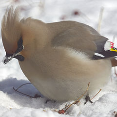 photo "Waxwings"