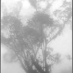 photo "Walking in the fog..."