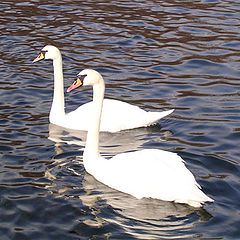 фото "Swan"
