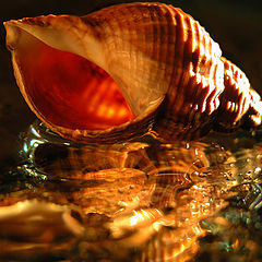 photo "seashell"