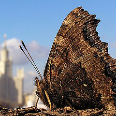 photo "To Moscow there has come spring!"