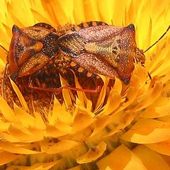 photo "Bug Love"