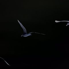 photo "Seagulls fly"