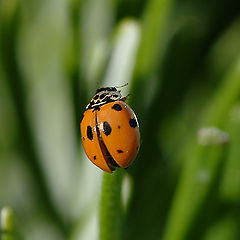 фото "Lady bug"