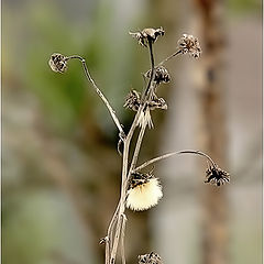 photo "Once upon a time the flower... was..."