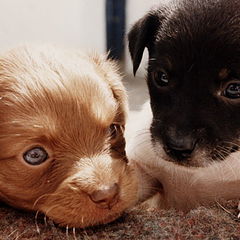фото "Puppies"