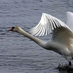 photo "Swan 2"
