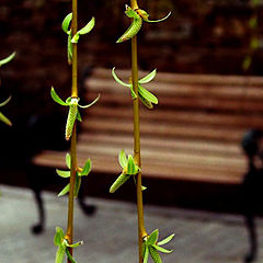 photo "spring garlands"