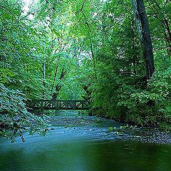 photo "Green Woods"