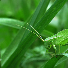 photo "Green"