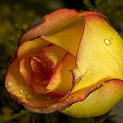 фото "Yellow Rose"
