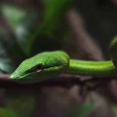 фото "Slithering"