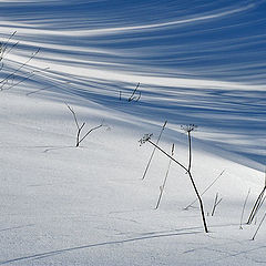 фото "Снег"