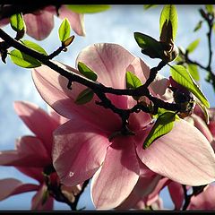 photo "pretty in pink"