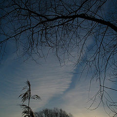 photo "At the heavenly rivers branchy coast."