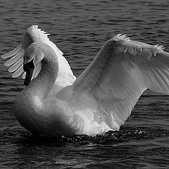 photo "Swan 3"