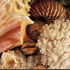 photo "Shells"
