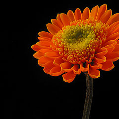 фото "Day Glow Flower"