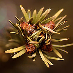фото "E-01"