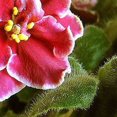 photo "Violet in red"