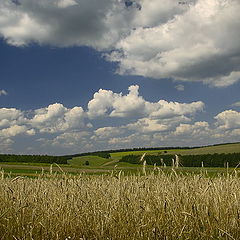 photo "A summer landscape with wheat"