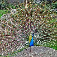 photo "The peacock"