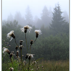 photo "Gray hair of old generation evergreen oligarchy"