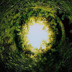 photo "Green tunnel..."