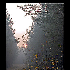 photo "Tales Siberian Wood"