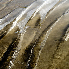 фото "Palm Sunday"