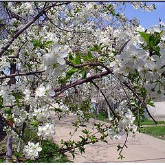 photo "Snow-white cherry"