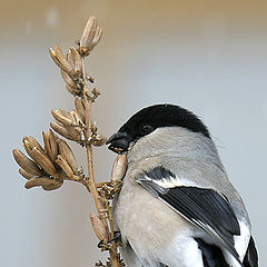 photo "Bullfinch"