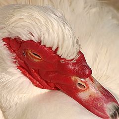 photo "White and Red"