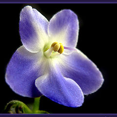 photo "Violet"